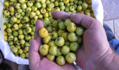 ŞİFA KAYNAĞI ‘ALIÇ’