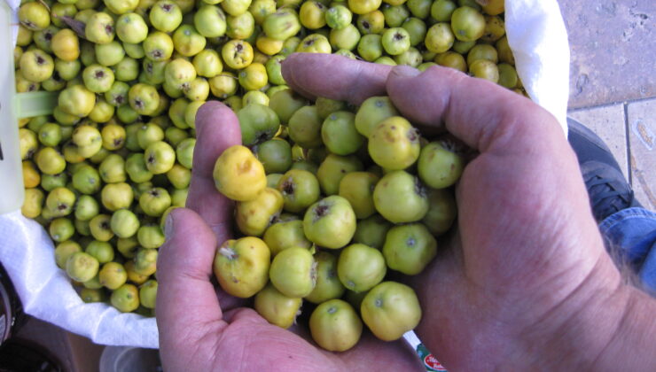 ŞİFA KAYNAĞI ‘ALIÇ’