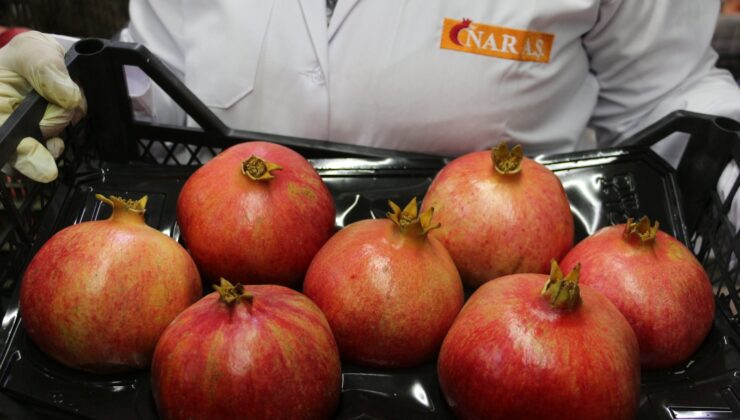 İLK ERKENCİ NAR’LAR UKRAYNA VE RUSYA’YA