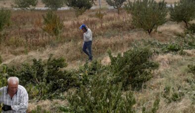 ZARAR EDEN ÇİFTÇİ ŞEFTALİ AĞAÇLARINI KESİYOR