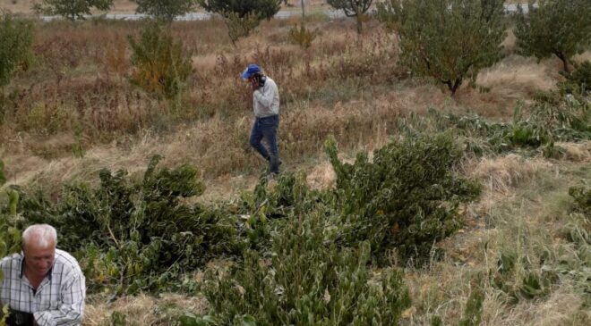 ZARAR EDEN ÇİFTÇİ ŞEFTALİ AĞAÇLARINI KESİYOR