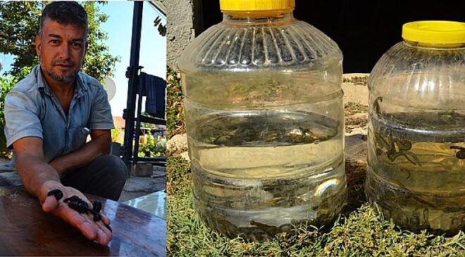 TEK TEK TOPLANAN SÜLÜKLER ŞİFA DAĞITIYOR