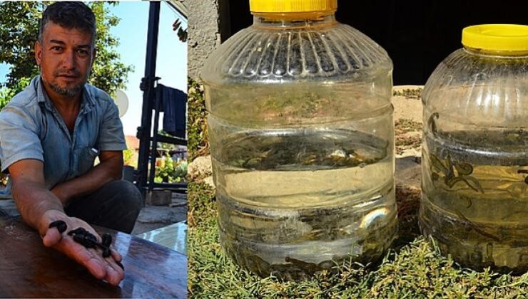 TEK TEK TOPLANAN SÜLÜKLER ŞİFA DAĞITIYOR