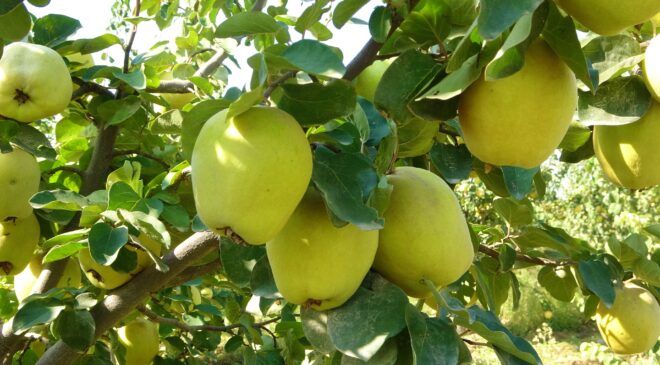 YÜKSEK VERİM YÜZ GÜLDÜRDÜ