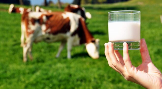 Çiğ süt destekleme ödemesi yatırılmaya başladı