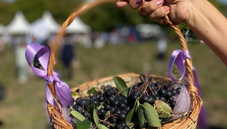 ARONYA ÜRETİMİ ARTIYOR