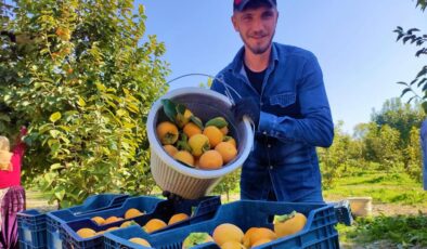 15 BİN TON REKOLTE BEKLENİYOR