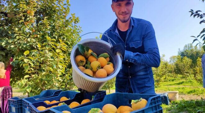 15 BİN TON REKOLTE BEKLENİYOR