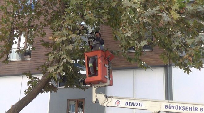 TIRIN KIRDIĞI AĞAÇ 2 ARACA ZARAR VERDİ