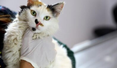 <strong>EVCİL HAYVANLARDA MİKROÇİP SÜRESİ DARALIYOR</strong>