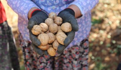 ÇAMELİ’NİN COĞRAFİ İŞARETLİ CEVİZİNDE HASAT SONA ERDİ