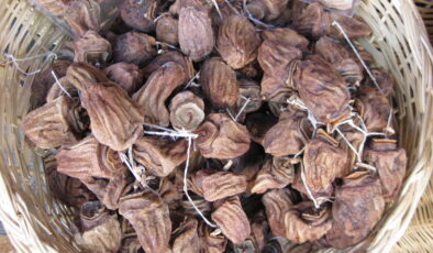 CENNET HURMASI SEZONU AÇILDI