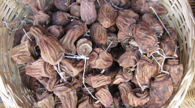 CENNET HURMASI SEZONU AÇILDI