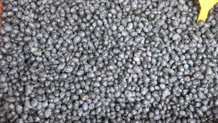 YABAN MERSİNİNE TALEP ARTTI