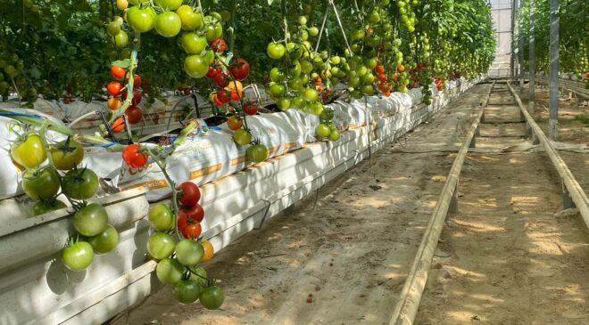 TOPRAKSIZ SERADA HASAT HEYECANI BAŞLIYOR