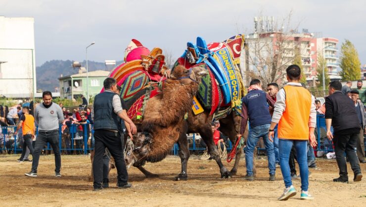 TAVAS’TA DEVE GÜREŞİ HEYECANI YAŞANACAK