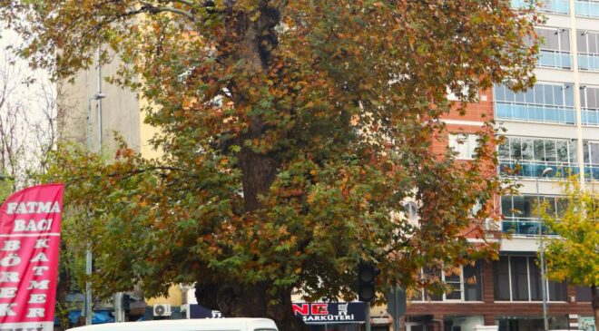 222 YAŞINDAKİ ASIRLIK AĞAÇ SONBAHAR RENKLERİNE BÜRÜNDÜ