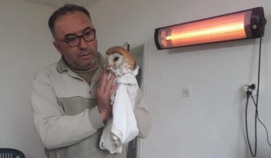 PEÇELİ BAYKUŞA CAN OLDULAR