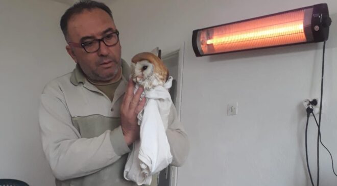 PEÇELİ BAYKUŞA CAN OLDULAR