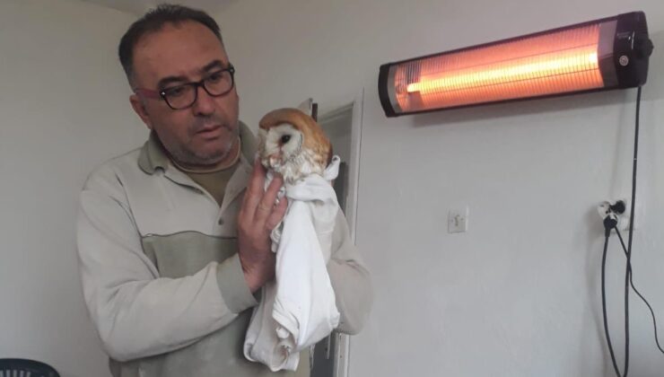 PEÇELİ BAYKUŞA CAN OLDULAR