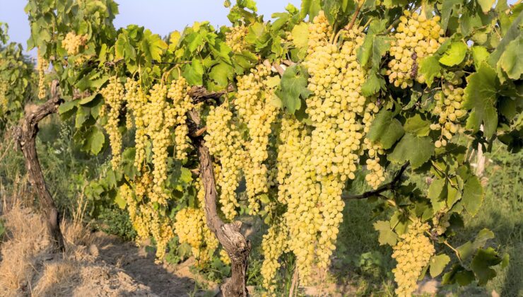 <strong>1000 rakımda yetişen üzüm, lezzetiyle damakları şenlendiriyor</strong>