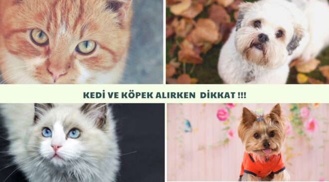 EVCİL HAYVAN SAHİPLENME ŞİKAYETLERİ ARTIYOR