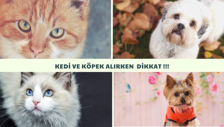 EVCİL HAYVAN SAHİPLENME ŞİKAYETLERİ ARTIYOR