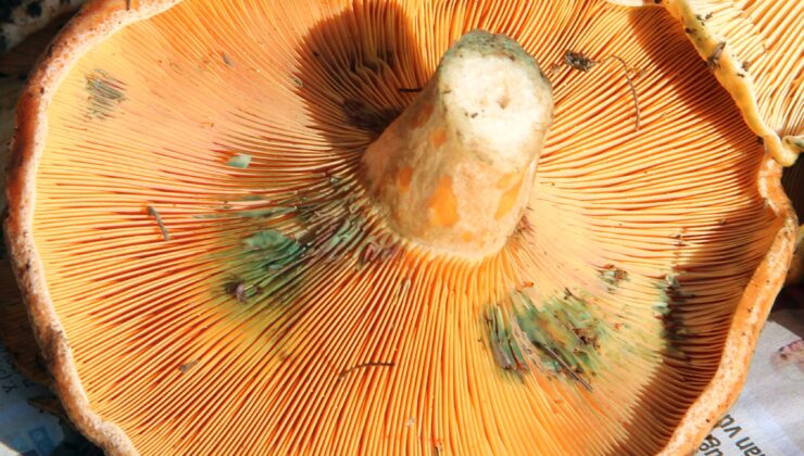 ÇINTAR TEZGAHLARA İNDİ