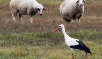YALANCI BAHARA ALDANAN LEYLEK GÖÇMEYİ UNUTTU