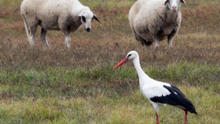 YALANCI BAHARA ALDANAN LEYLEK GÖÇMEYİ UNUTTU