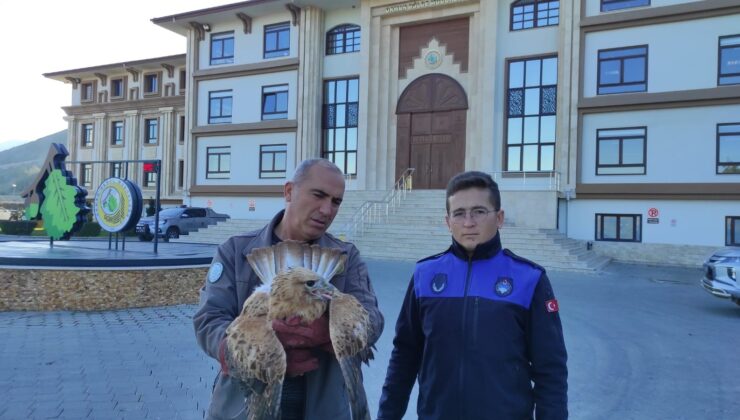 YARALI KIZIL ŞAHİN TEDAVİ EDİLDİ