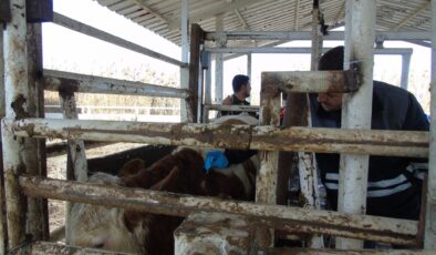 İTHAL HAYVANLARA KARANTİNA TAKİBİ