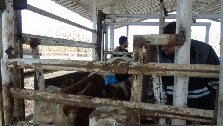 İTHAL HAYVANLARA KARANTİNA TAKİBİ