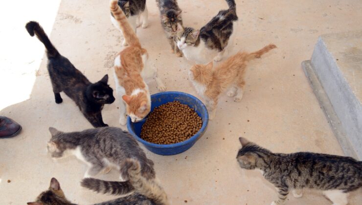 MAMA FİRMALARI DENETLENDİ