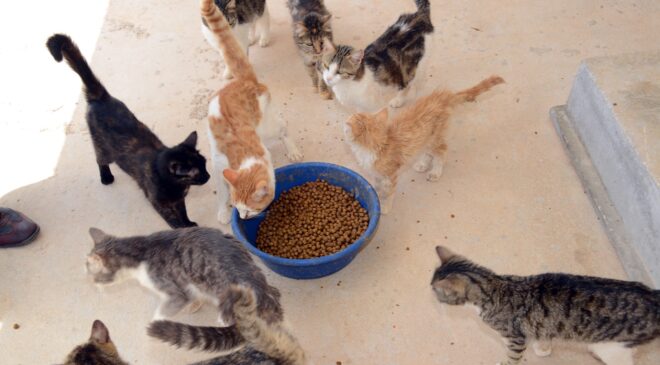 Mama üreten firmalara sıkı denetim