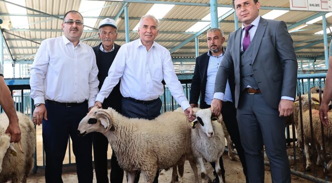 Denizlili yetiştiricilere 1000 adet damızlık koç ve teke dağıtılacak