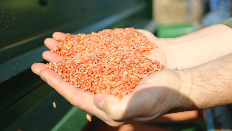 BÜYÜKŞEHİR’İN DAĞITTIĞI TOHUMLAR TOPRAKLA BULUŞTU