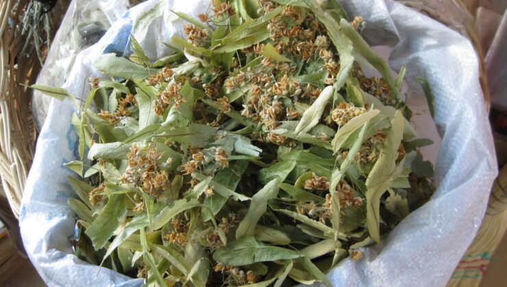 SALGIN SATIŞLARI ARTIRDI