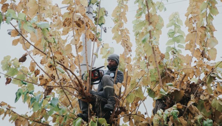 MERKEZEFENDİ’DE BUDAMA ÇALIŞMALARI DEVAM EDİYOR