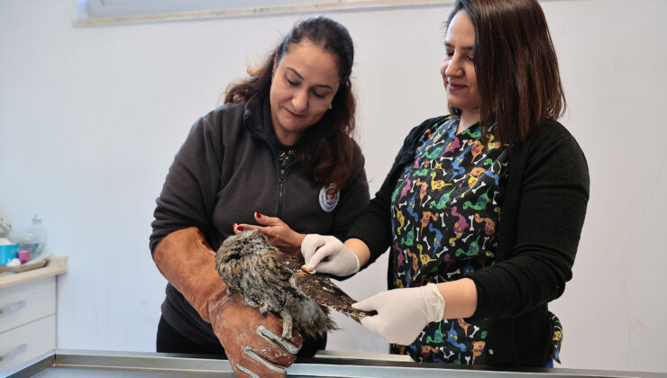 YARALI 2 BAYKUŞ HAYATA TUTUNDU