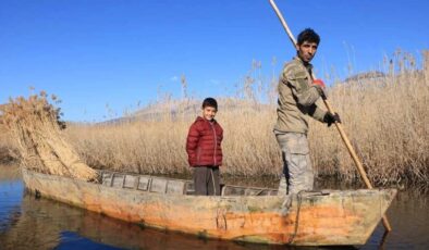 ÇİVRİL’İN SAZ OTU AVRUPAYA İHRAÇ EDİLİYOR