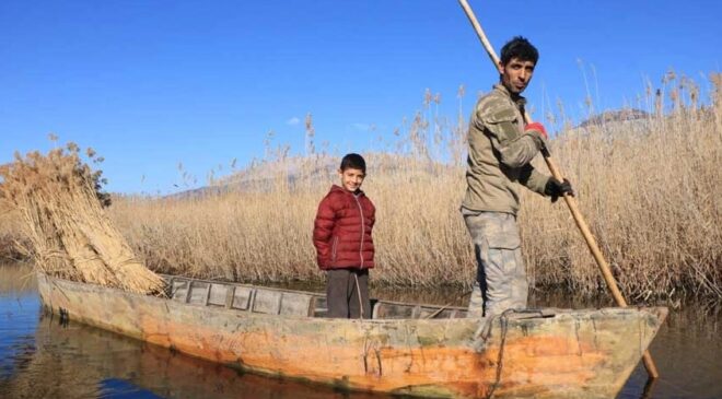 ÇİVRİL’İN SAZ OTU AVRUPAYA İHRAÇ EDİLİYOR