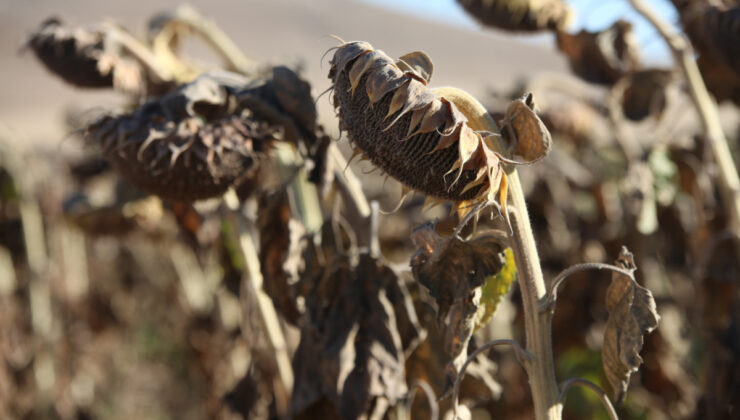 TARIM-GFE YILLIK YÜZDE 121,49 ARTTI