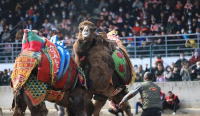 Denizli’de hafta sonu 120 pehlivan deve güreşecek