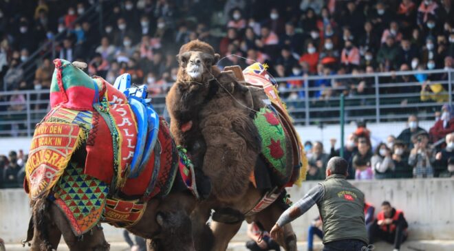 Denizli’de hafta sonu 120 pehlivan deve güreşecek