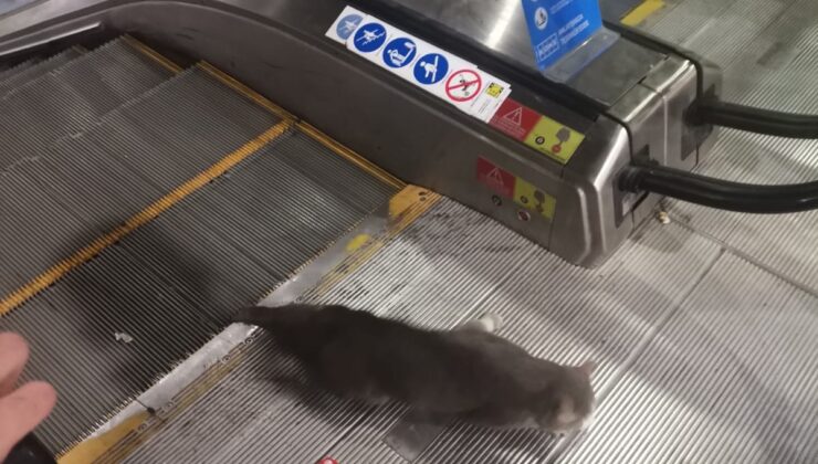 AYAĞI SIKIŞAN KEDİYİ EKİPLER KURTARDI