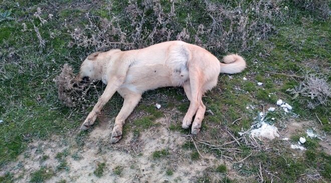 ÖLÜ BULUNAN HAYVANLAR EKİPLERİ HAREKETE GEÇİRDİ