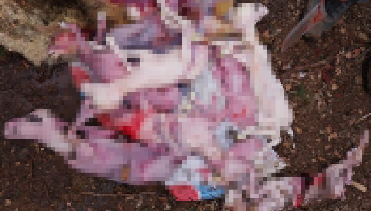 7 KUZU VE ANNELERİ TELEF OLDU