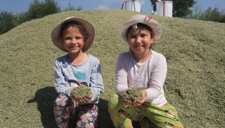 “KEKİK PAMUKKALE İÇİN ÇOK ÖNEMLİ”