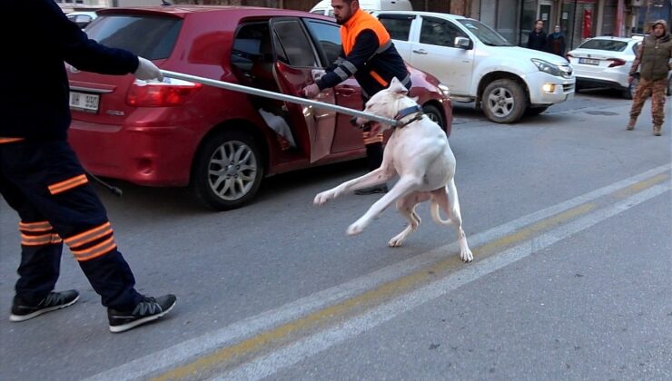 POLİSİN KÖPEKLİ SÜRÜCÜYLE İMTİHANI